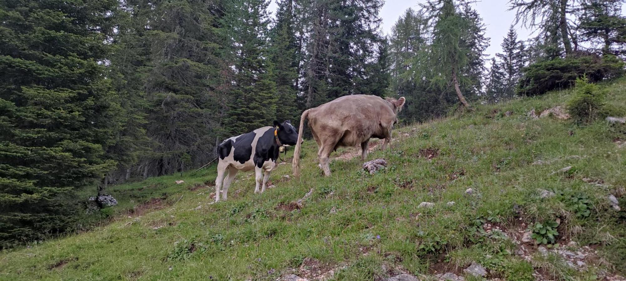 Appartamenti Codan San Vito di Cadore Exterior foto